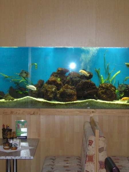 Akvárium na míru vestavěné do stěny v restauraci